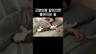 고양이랑 같이자면 벌어지는 일 #shorts