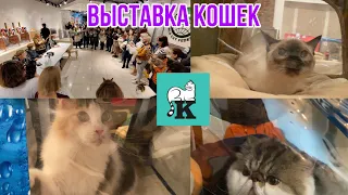 ВЫСТАВКА КОШЕК КОТОФЕЙ|ДЛЯ ЛЮБИТЕЛЕЙ КОТОВ