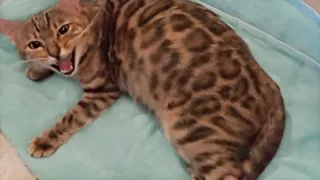 Pregnant Bengal Cat Giving Birth to 4 Kittens | Emotional