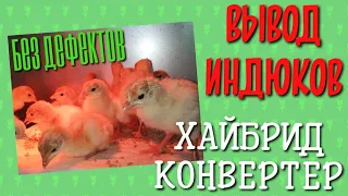 ИНКУБАЦИЯ ИНДЮКОВ ХАЙБРИД КОНВЕРТЕР - ВСЕГДА ПОЛУЧАЕТСЯ ✌️ и никаких пелёнок❗