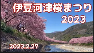 伊豆河津桜まつり　2023