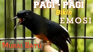 Pagi-Pagi Bikin Emosi Burung Murai Batu Gacor