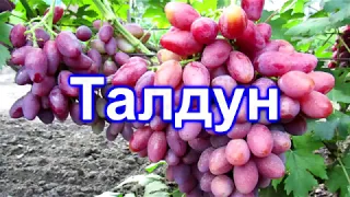 Талдун 15.08.2018