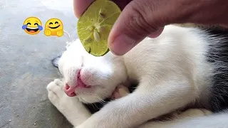 Try Not To Laugh Challenge 😂 - Funny Dogs And Cats Videos😺🐶