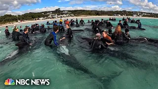 Rescuers race to save whales stranded on remote Australian beach