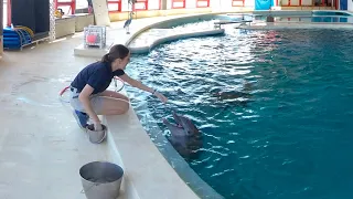 360 Video: Dolphin Enrichment