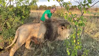 Когда будут переводить льва Марселя к его прайду  ?!