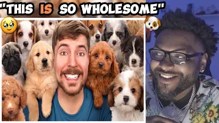 Mr Beast - I Adopted 100 Dogs! *REACTION*