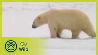 Polar Bears - Fantastic Creatures - Go Wild