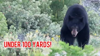 Hunting Big Mountain Bears | CRAZY Bear Encounters!!