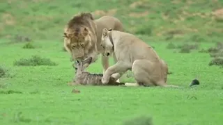 Lions caught baby antelope