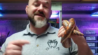 S'N'A Introducing Series : Episode 29 - Kenyan Sand Boa (Gongylophis colubrinus)