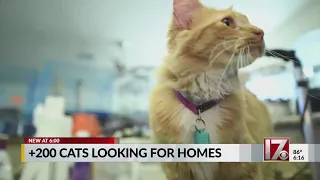 Cats, kittens rescued from hoarder's home in Texas hope for home in Cary