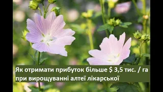 Як отримати прибуток більше $ 3,5 тис. / га при вирощуванні алтеї лікарської