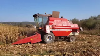 Massey Ferguson 27 Combine to CORN (recoltat porumb 2017)