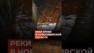 Реки крови в Новосибирской области