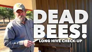 Long Hive Check-up | Uh-oh, DEAD BEES! [Long Langstroth Hive final check up]