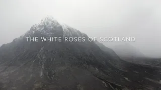 The White Roses Of Scotland