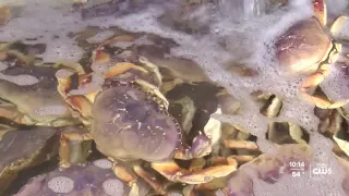 California’s commercial Dungeness crab season opens Dec. 31