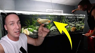 The arowana aquarium