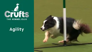 Agility - Championships - Intermediate/Large Final Agility -  | ​Crufts 2023