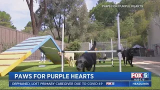 Paws For Purple Hearts
