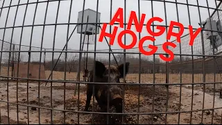 Trapping 2 ANGRY WILD HOGS!!! Hog trapping with Muddyfeet