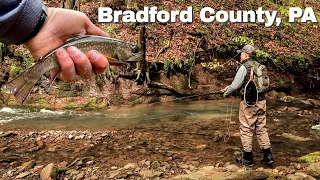 Fly Fishing for Wild Native Brook Trout - Bradford County, PA