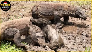 30 Tragic Moments Komodo Dragon Pays Dearly When It Tries To Swallow Wild Boar