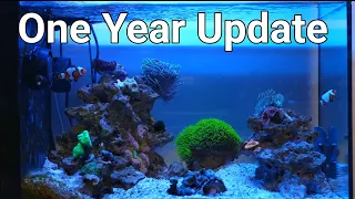 Fluval Evo 13.5 1 Year Update (No Skimmer)