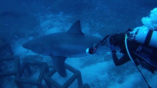 2018 1.2　ホホジロザメ　沖縄本島