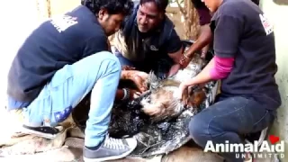 Amazing Aid Workers Rescue A Dog That Turned Rock Solid In Tar Drum!