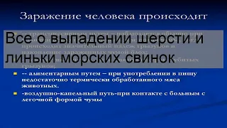 Все о выпадении шерсти и линьки морских свинок