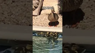 Luckiest Family Ever ❤️ | The Dodo