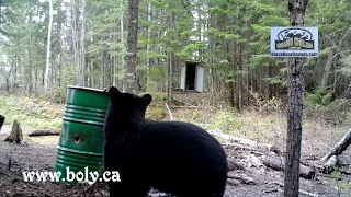 At www.BlackBearCanada.com bear hunting with Grand Slam Adventures.