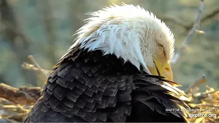 Decorah Eagles - North Nest 24.04.2024