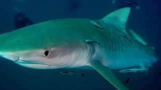 Shark Diving with Bulls, Lemons, Tigers and Hammerheads | Jupiter, FL | Emerald Charters
