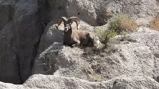 Bighorn Sheep Ram on a side of a mountain in Badlands National Park @granolachomper