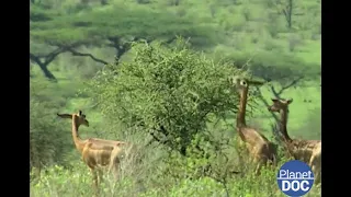 The land where life seems impossible; Shaba, wind, sun and dust to discover (FULL DOCUMENTARY)