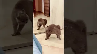 2 minutes of cats being cats