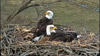 Decorah North Nest 3-27-24 Mr brings a big stick to the nest, DNF finally leaves