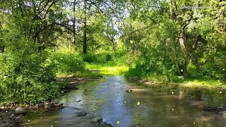 Nature Sounds, Birds Singing, Forest Sounds, For Relaxation, Sleep, Meditation, Relax 8 hours