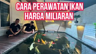 KENA MENTAL !!! KELEWAT SULTAN BUAT KOLAM KOI BUDGET 100JUTAAN TAPI ISINYA MILYARAN UNTUK KONTES