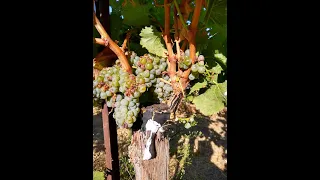 Napa Valley Budding & Grafting, masters on grafting