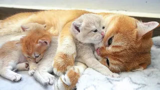 Dad Cat is babysitting the kittens while mom cat takes a short rest