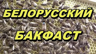 Белорусский Бакфаст