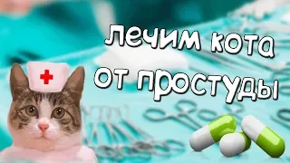 Простуда у котов. Что делать?