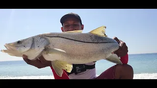 Big Fat SNOOK