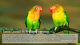 AFRICAN LOVEBIRDS FACTS