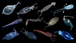 Species Of Glass Squids | Cranchiidae Family #glasssquid #squids